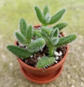 2" Delosperma Pickle Plant